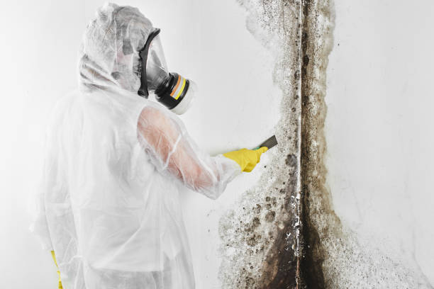 Best Residential Mold Removal  in Powder Springs, GA