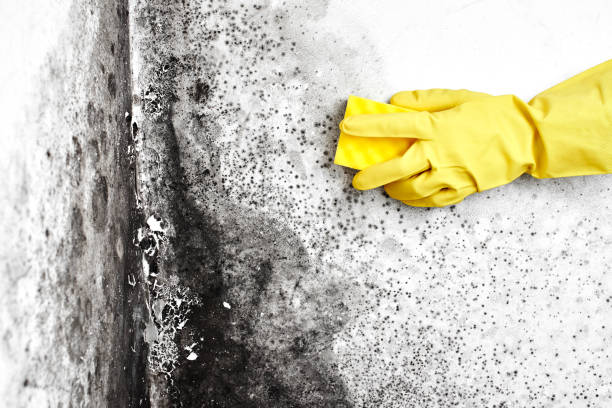 Professional Mold Removal in Powder Springs, GA