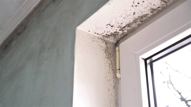 Best Mold Damage Repair  in Powder Springs, GA