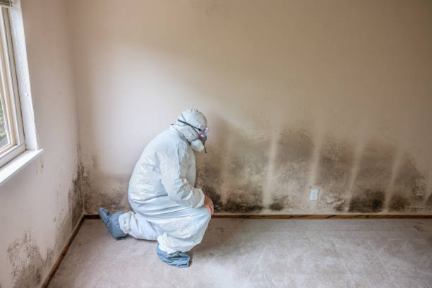 Attic Mold Removal in Powder Springs, GA